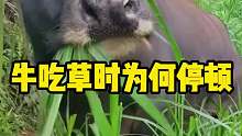 水牛吃草时为什么要停顿一下？