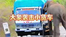 大象袭击货车