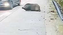 国外泛滥的野猪跑到马路上碰瓷