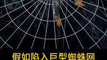 假如陷入巨型蜘蛛网，该如何逃脱