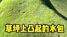 草坪上凸起的水包