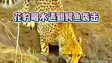 花豹遇到鳄鱼袭击