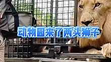 新来两头狮子