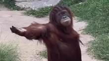 这大猩猩真倔呀