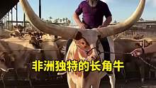 非洲独特的长角牛