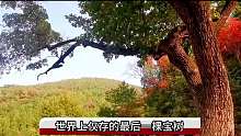 世界上仅存的一棵宝树，就在我国！1
