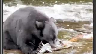 黑熊捕獲三文魚，一口下去直接爆漿
