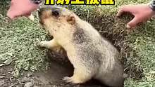 原来土拨鼠是这么可爱