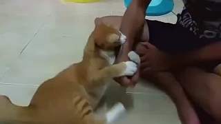 貓咪很雙標