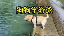 狗狗学游泳