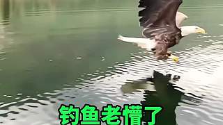 好不容易釣上來的魚，被老鷹搶走了