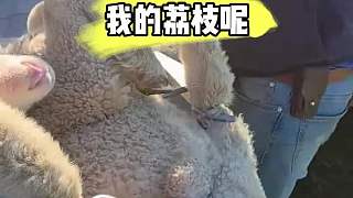 我的茘枝呢