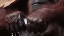 猩猩洗脸
