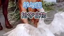 羊与鹅抢食物