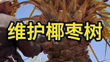 沙特阿拉伯人高空修剪椰枣树