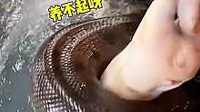 这蟒蛇真有劲呀