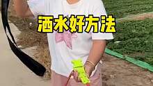 这样给菜地里洒水的方法，是真的很不错呀