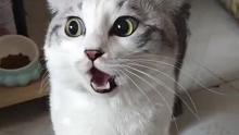 给猫都快逼说话了