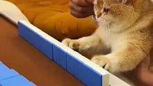 猫猫打麻将