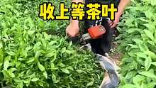 没想到收茶叶是这么简单