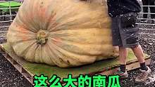 这么大的南瓜，里面原来是空心的