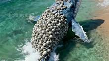 鲸鱼上岸求救