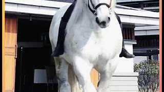 這些動物長大后有多帥