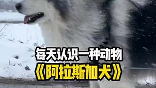 每天認(rèn)識一種動物之《阿拉斯加犬》