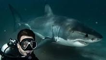 男子与鲨鱼互动