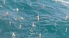 钓鱼都成流水线了？