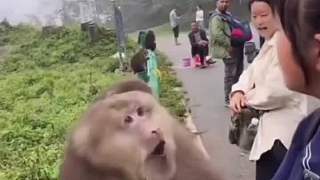 猴哥有點(diǎn)懵