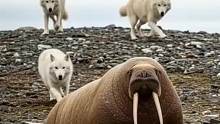 海象被狼群攻击，逃跑时不慎掉下悬崖，命悬一线