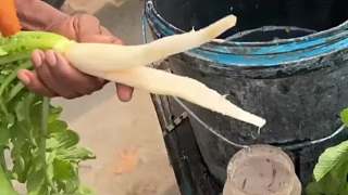 印度街頭，小蘿卜