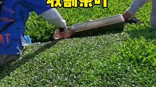 原來(lái)這就是摘茶葉的過(guò)程