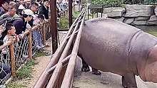 河马准备放大招