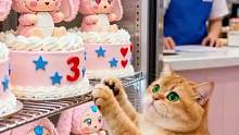 小猫咪买蛋糕