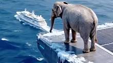 大象上游轮救人