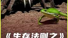 《生存法则之》蛙蛛共生