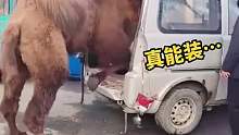 这车也太能装了，装了一头骆驼后还能再装一头驴