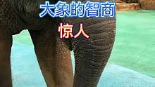 大象智商惊人