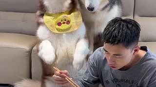 勇敢的狗 先享受世界