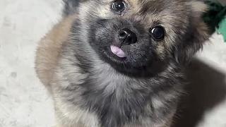 老狗感受到時日無多時