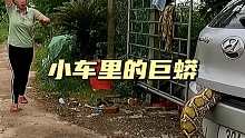 小车里的巨蟒