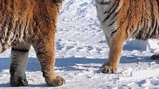 為什么公老虎會害怕母老虎呢