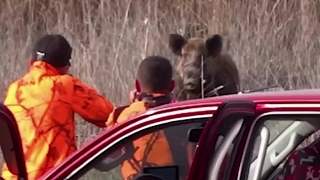 消滅猖狂的野豬王