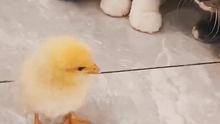 小猫对小鸡很好奇