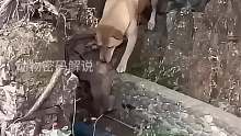 狗妈妈救小狗