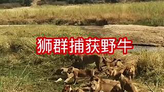 獅群捕獲野牛