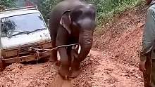 大象拉出陷入淤泥的车