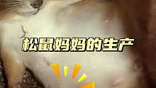 松鼠妈妈经过痛苦的生产